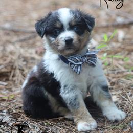 Rowdy Maverick- BMM3 - male Toy Australian Shepherd puppy in Nacogdoches, Texas from TK Standard, Mini, & Toy Aussies