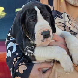 Alaric - Mantle male Great Dane puppy in Cheyenne, Wyoming from Viking Kennel