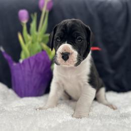Great Dane Puppies from Catskills Greatest Danes