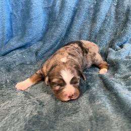 Billy - Blue merle male Toy Australian Shepherd puppy in Nocona, Texas from Rafter O Toy Aussies and Mini Heelers