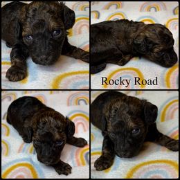 Rocky Road - Sable male Poodle puppy in Wheatland, California from Sapphire Ridge Poodles