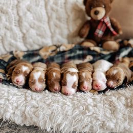 Boy 5 - male Goldendoodle puppy in Syracuse, Indiana from The Doodle Cove