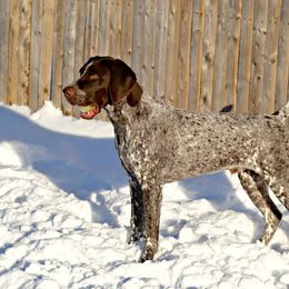 German Shorthaired Pointer All Grown Up from Claddagh Kennels