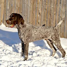 German Shorthaired Pointer All Grown Up from Claddagh Kennels