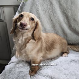 Tilly - Dachshund