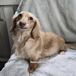 Tilly - Dachshund