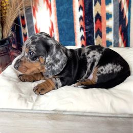 Boy 3 - Dapple Dachshund puppy in Red Bluff, California from Wildflower Weenies