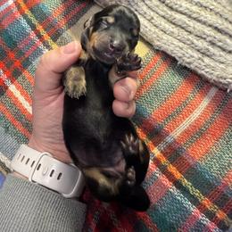 Bullet Girl - Black and tan female Dachshund puppy in Guthrie, Oklahoma from Kingdom Mini Dashchunds