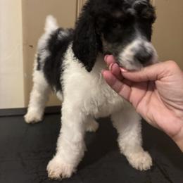 Star - Poodle