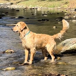 River - Golden Retriever