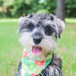 Goldendoodle and Miniature Schnauzer Puppies from Rocking H