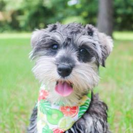Goldendoodle and Miniature Schnauzer Puppies from Rocking H