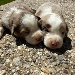 Jack - Red merle male Miniature Australian Shepherd puppy in Marion, Michigan from Highland Hills Mini Aussies