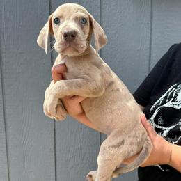 Milky way - Mantle merle male Great Dane puppy in Florida from Beachside Kennels