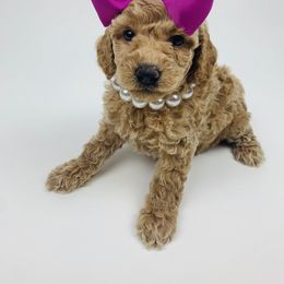 Bernedoodle and Goldendoodle Puppies from Cottrell’s Poodles & Doodles