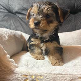 Cheetos - Black and tan male Yorkipoo puppy in San Antonio, Texas from Sweet as dessert puppies