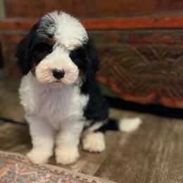 Pluto - Tri-color male Bernedoodle puppy in Los Angeles, California from Bernied00dle Love