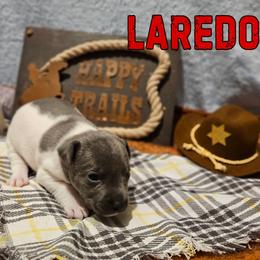 Laredo - White and blue male Rat Terrier puppy in Lynn, Alabama from Cryptic Rat Terriers