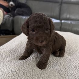 Brownie - Brown male Bernedoodle puppy in Denver, Pennsylvania from Redcay's Mini Bernedoodles