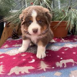 Autumn - Red tri-color female Australian Shepherd puppy in Boise, Idaho from Black Canyon Corral Aussies