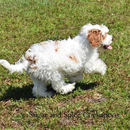 Princess Aurora - Buff and white female Cockapoo puppy in Hopkins, South Carolina from Sugar and Spice Cockapoos