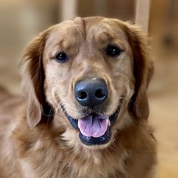 Bear - Golden Retriever