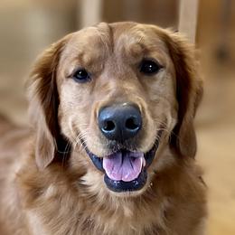 Bear - Golden Retriever