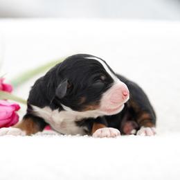 Forrest - Tri-color male Bernedoodle puppy in Spokane, Washington from Lilac City Doodles