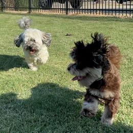 Havanese from HillCountry Havanese