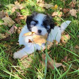 Amy - Girl 1 - Black and white female Shichon puppy in Owenton, Kentucky from Robertson's Dream Ranch Aussies & Teddy's