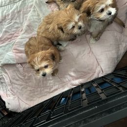 Girl 1 - Golden female Lhasa Apso puppy in Bethpage, New York from Tibetan Tails