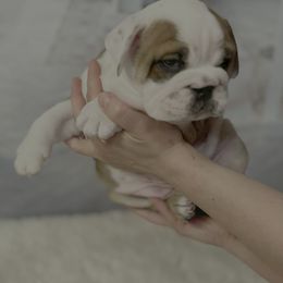 Bulldog Puppies from Sweet Rolls