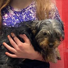 Carlee AKC full rights - Black and tan female Yorkshire Terrier puppy in Elizabethtown, Kentucky from Teeny Tiny Puppy Tails