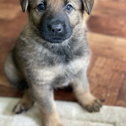 German Shepherd Puppies from Von Fleckenstein