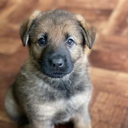 German Shepherd Puppies from Von Fleckenstein