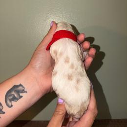 Firecracker - Lemon and white male English Springer Spaniel puppy in Williston, Florida from Parks Paradise Springers