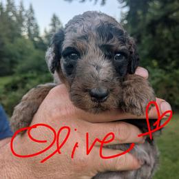 Olive - Blue merle female Aussiedoodle puppy in Yacolt, Washington from Aussiedoodles by Maggie