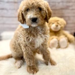 Lily - Cream female Goldendoodle puppy in The Woodlands, Texas from Gracie's Goldendoodles and Bernedoodles