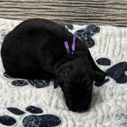 Luna purple black - Black female German Shepherd puppy in Herrick, South Dakota from Dakota Shepherds Kennels