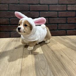 Dude - Red male Pembroke Welsh Corgi puppy in Delton, Michigan from CorGizmo