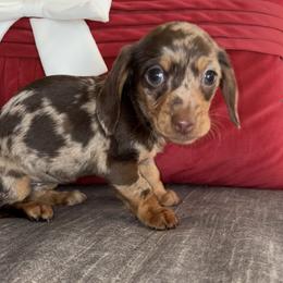 Bell - Dapple female Dachshund puppy in Tonopah, Arizona from Brandie's Dachshunds