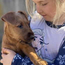 Irish Terrier and Scottish Terrier Puppies from Avonlea Terriers
