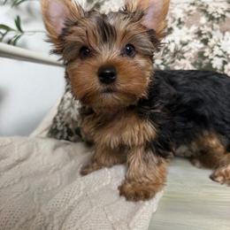 Charlie - Black and tan male Yorkshire Terrier puppy in Puyallup, Washington from Majestic Mtn Pups
