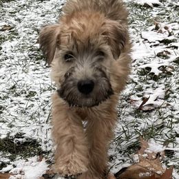 Soft Coated Wheaten Terriers from Enchanting Wheatens