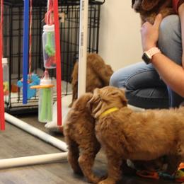 Labradoodles from Valley Vineyard Labradoodles