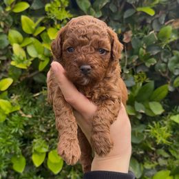 Comet - Red  male Poodle puppy in Modesto, California from Oso’s Red Toy, Mini, & Standard Poodles