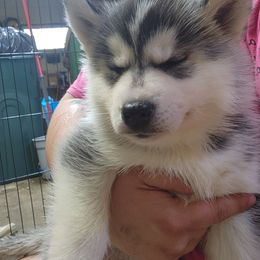 Siberian Husky Puppies from Spirit of the Moon Siberians