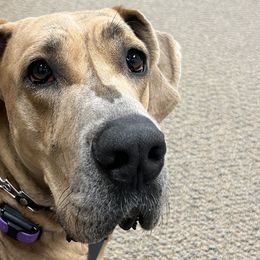 Great Danes from Cable Creek Danes