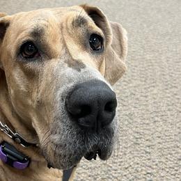 Great Danes from Cable Creek Danes