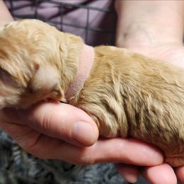 Baby - Red  female Poodle puppy in Spartanburg, South Carolina from Taya's Pups